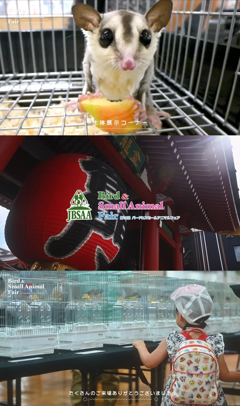 東京都浅草小鳥と小動物のイベント撮影